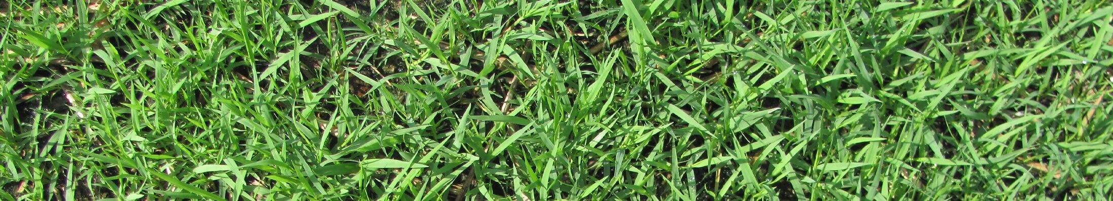 featured image for Fresh Grass Seed